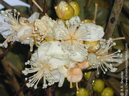 durian